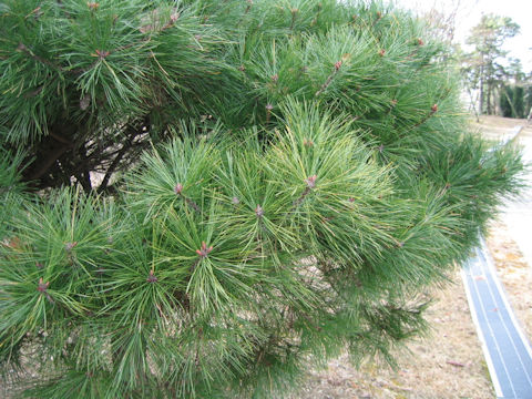 Pinus densiflora f. umbraculifera