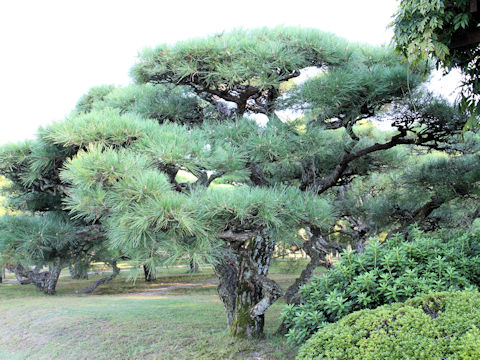 Pinus densiflora f. umbraculifera