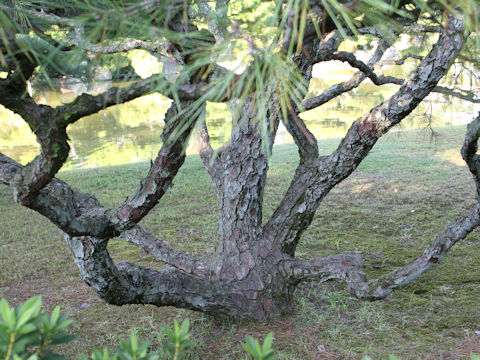 Pinus densiflora f. umbraculifera