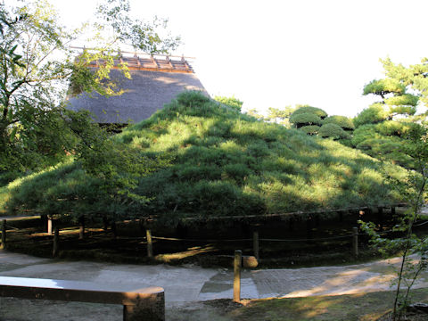 Pinus densiflora f. umbraculifera