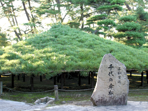 Pinus densiflora f. umbraculifera