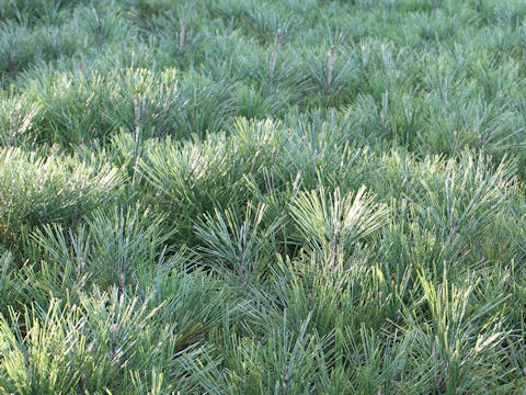 Pinus densiflora f. umbraculifera