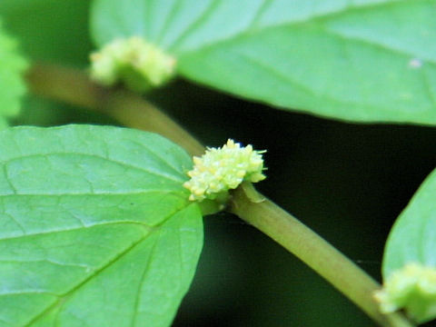 Elatostema umbellatum var. majus