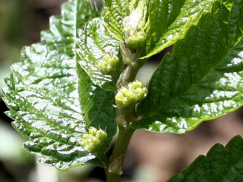 Elatostema umbellatum var. majus