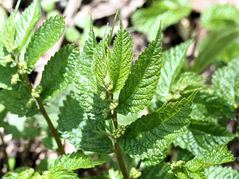 Elatostema umbellatum var. majus