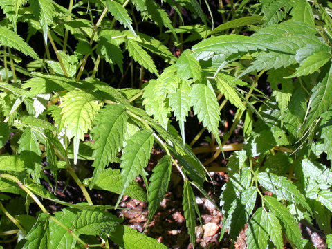 Elatostema umbellatum var. majus