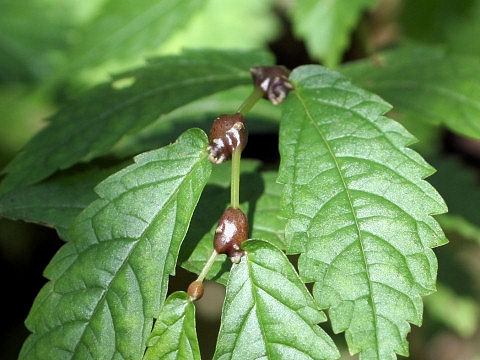 Elatostema umbellatum var. majus