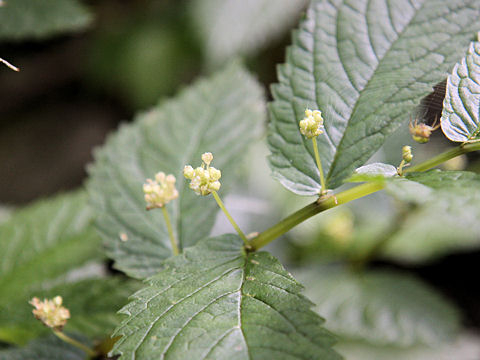 Elatostema umbellatum var. majus