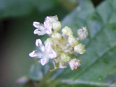 Elatostema umbellatum var. majus