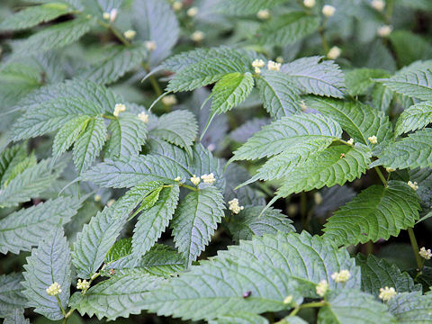 Elatostema umbellatum var. majus