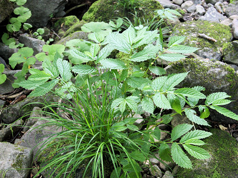 Elatostema umbellatum var. majus