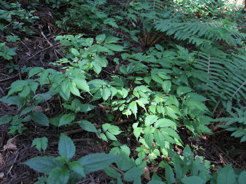 Elatostema umbellatum var. majus