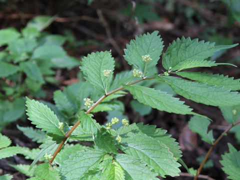 Elatostema umbellatum var. majus