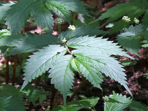 Elatostema umbellatum var. majus