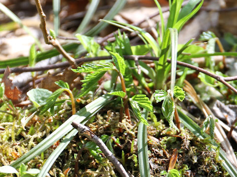 Elatostema umbellatum var. majus