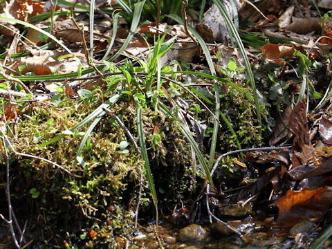 Elatostema umbellatum var. majus