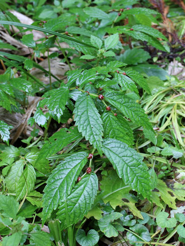 Elatostema umbellatum var. majus