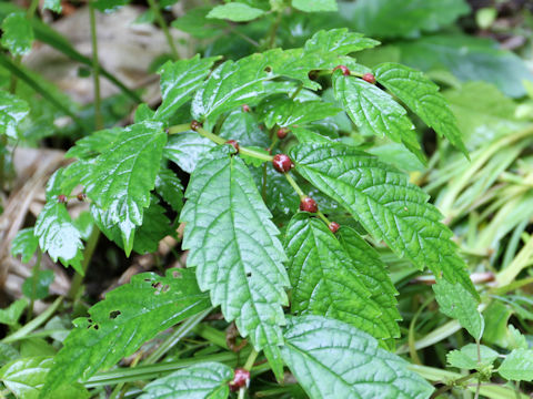 Elatostema umbellatum var. majus