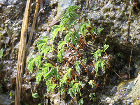 Elatostema umbellatum var. majus