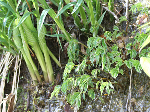 Elatostema umbellatum var. majus