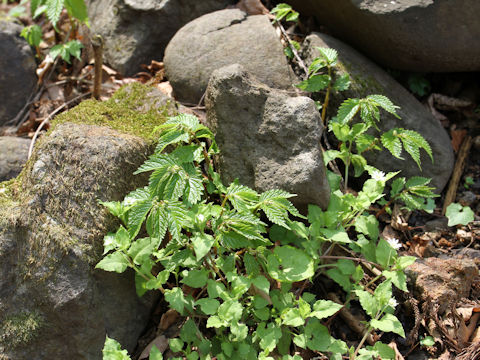 Elatostema umbellatum var. majus