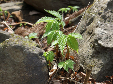 Elatostema umbellatum var. majus