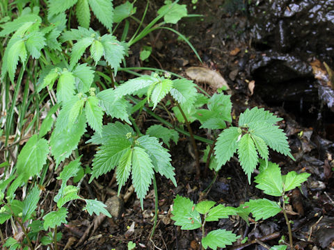 Elatostema umbellatum var. majus