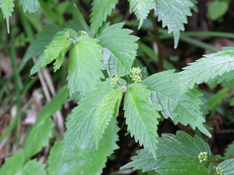 Elatostema umbellatum var. majus