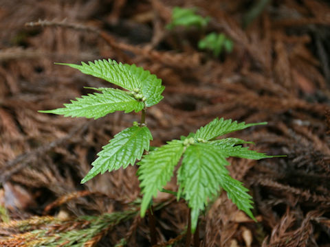 Elatostema umbellatum var. majus