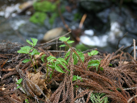 Elatostema umbellatum var. majus