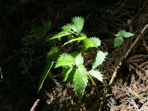 Elatostema umbellatum var. majus