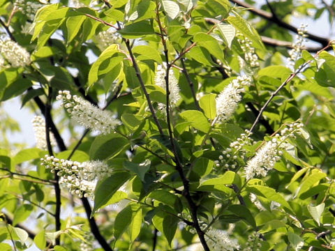 Prunus grayana