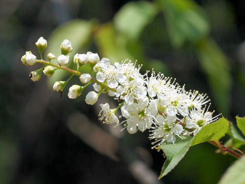 Prunus grayana