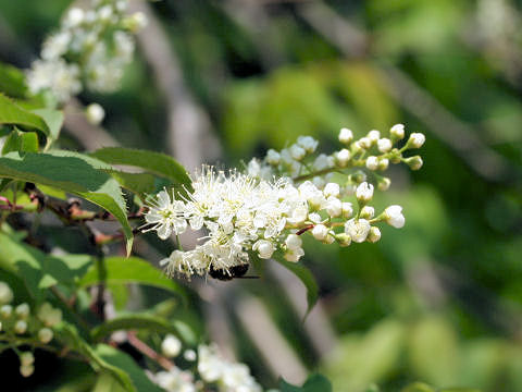 Prunus grayana