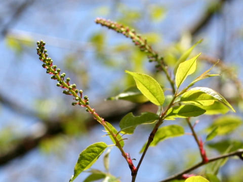 Prunus grayana