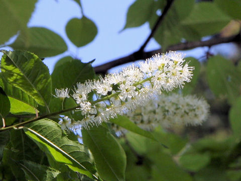 Prunus grayana