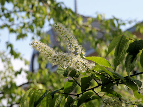 Prunus grayana