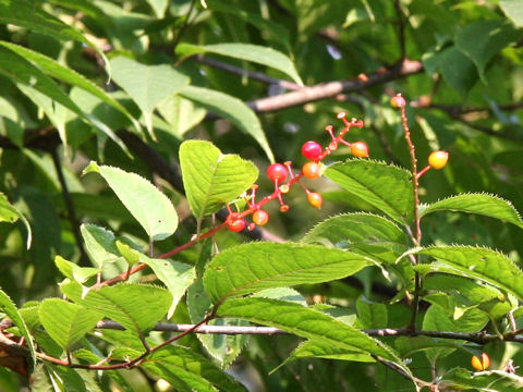 Prunus grayana