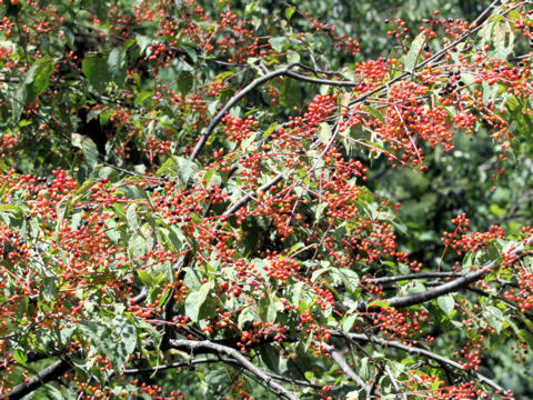 Prunus grayana