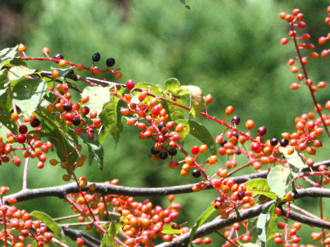 Prunus grayana