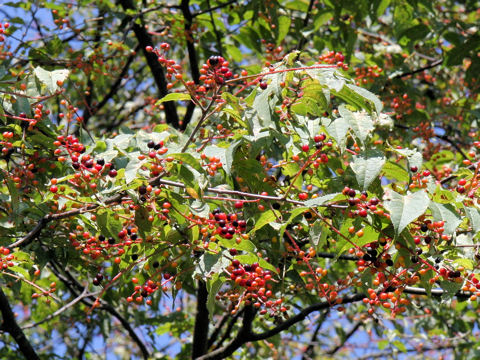 Prunus grayana