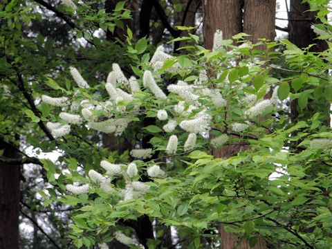 Prunus grayana