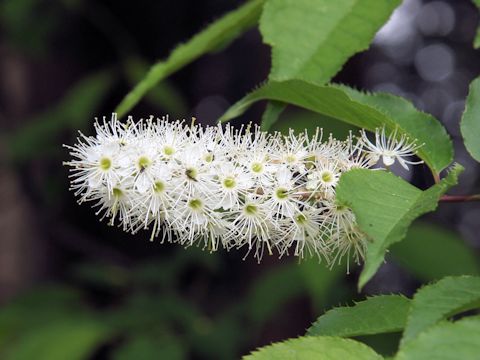 Prunus grayana