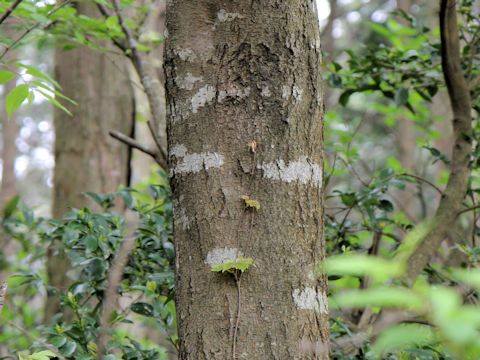 Prunus grayana