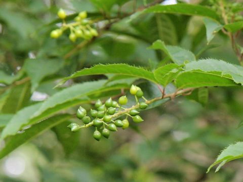 Prunus grayana