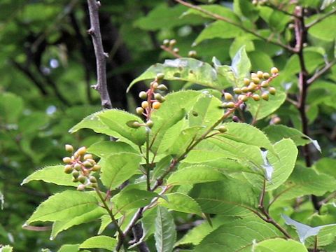 Prunus grayana