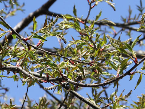 Prunus grayana