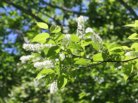 Prunus grayana