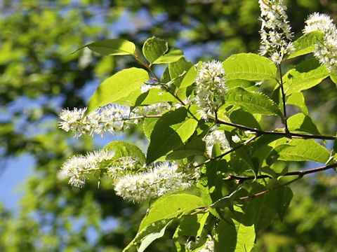 Prunus grayana