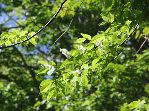 Prunus grayana